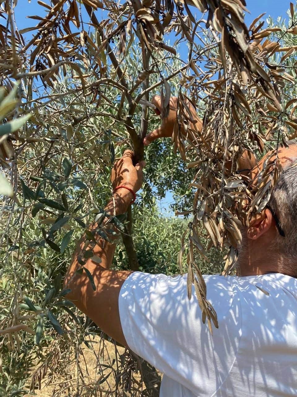 Menteşe’de zeytin ağaçlarında Verticillium solgunluğu kontrolleri yapıldı