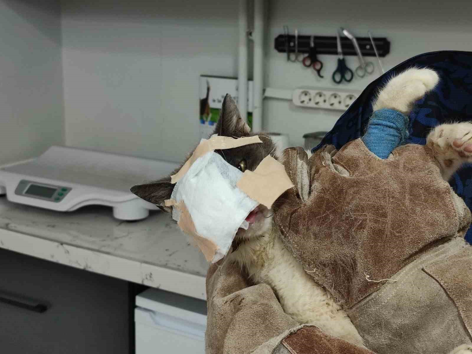 Keşan’da yüzündeki tümör alınan kedinin yüzüne canlı deri flebi taşındı