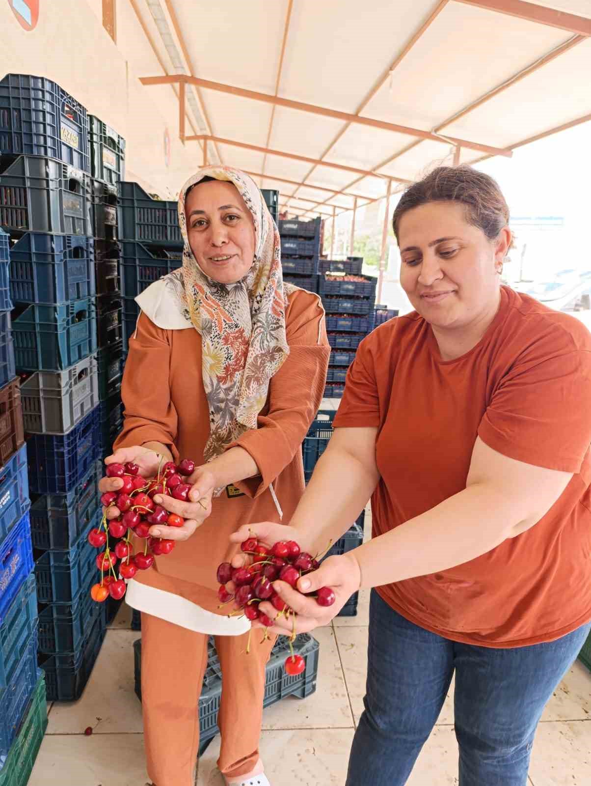 25 yıl önce dikilen kiraz fidanları Selendi’yi Avrupa’ya taşıdı