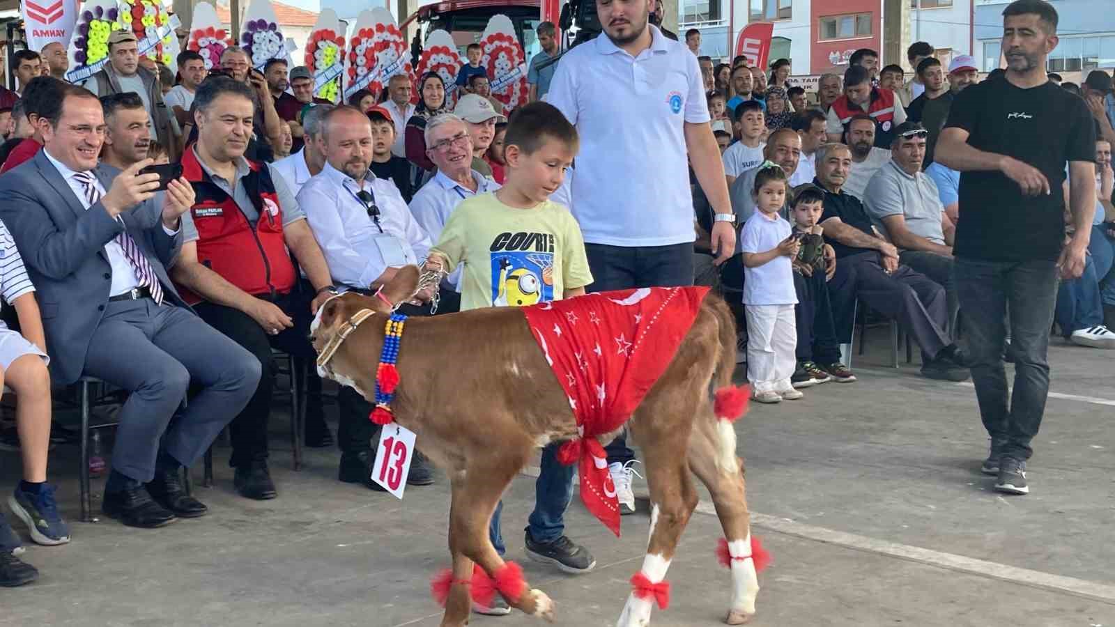 Otuz buzağı arasından en g&uuml;zeli se&ccedil;ildi