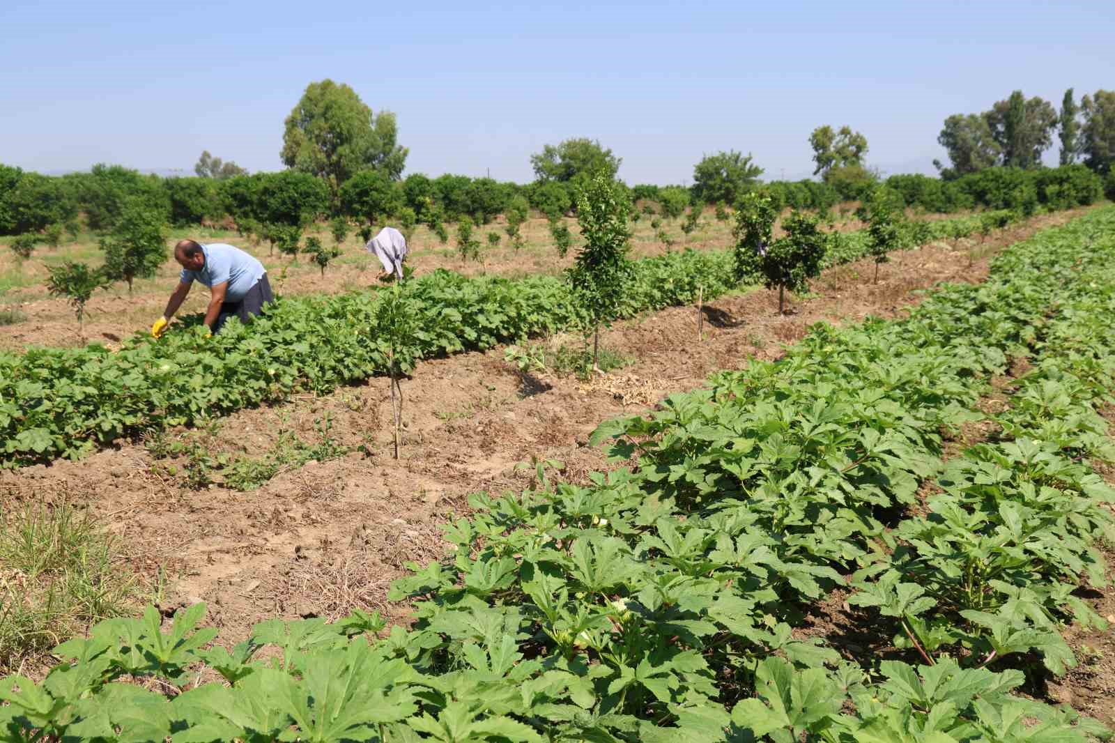 Kozan’da bamya hasadı başladı, tarlada kilosu 150 TL