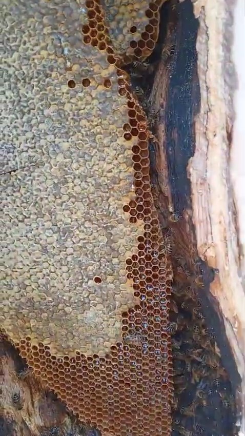 Ağa&ccedil; g&ouml;vdesinden kilolarca bal &ccedil;ıktı