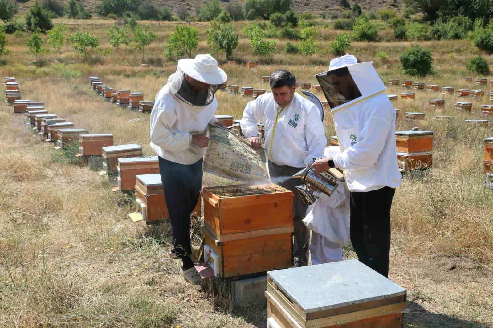 Erzincan’ın yaylalarında bal bereketi