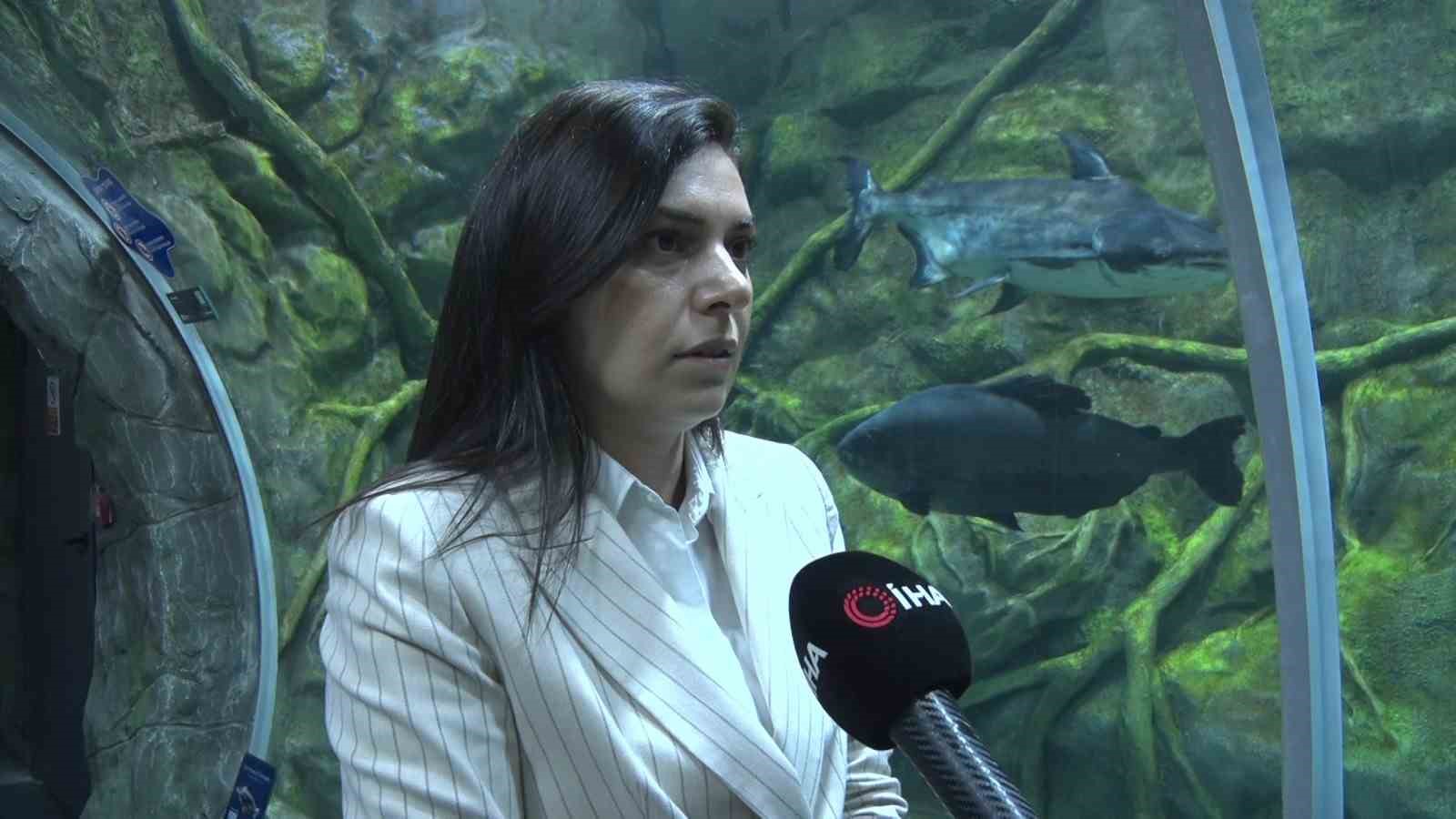 İzmit K&ouml;rfez&rsquo;inin derinliklerinden akvaryum vitrinine