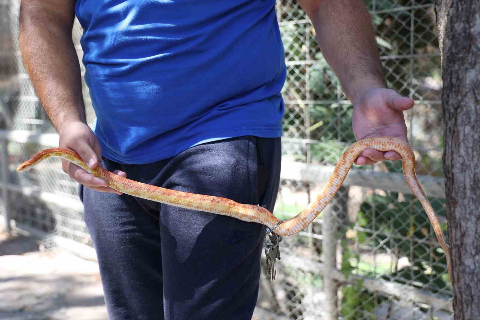 Antalya Doğal Yaşam Parkı’nda 5 farklı türe ait 28 yılan ilgi odağı oldu