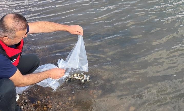 Beyşehir ve Hüyük’ün göletlerine balık bırakıldı