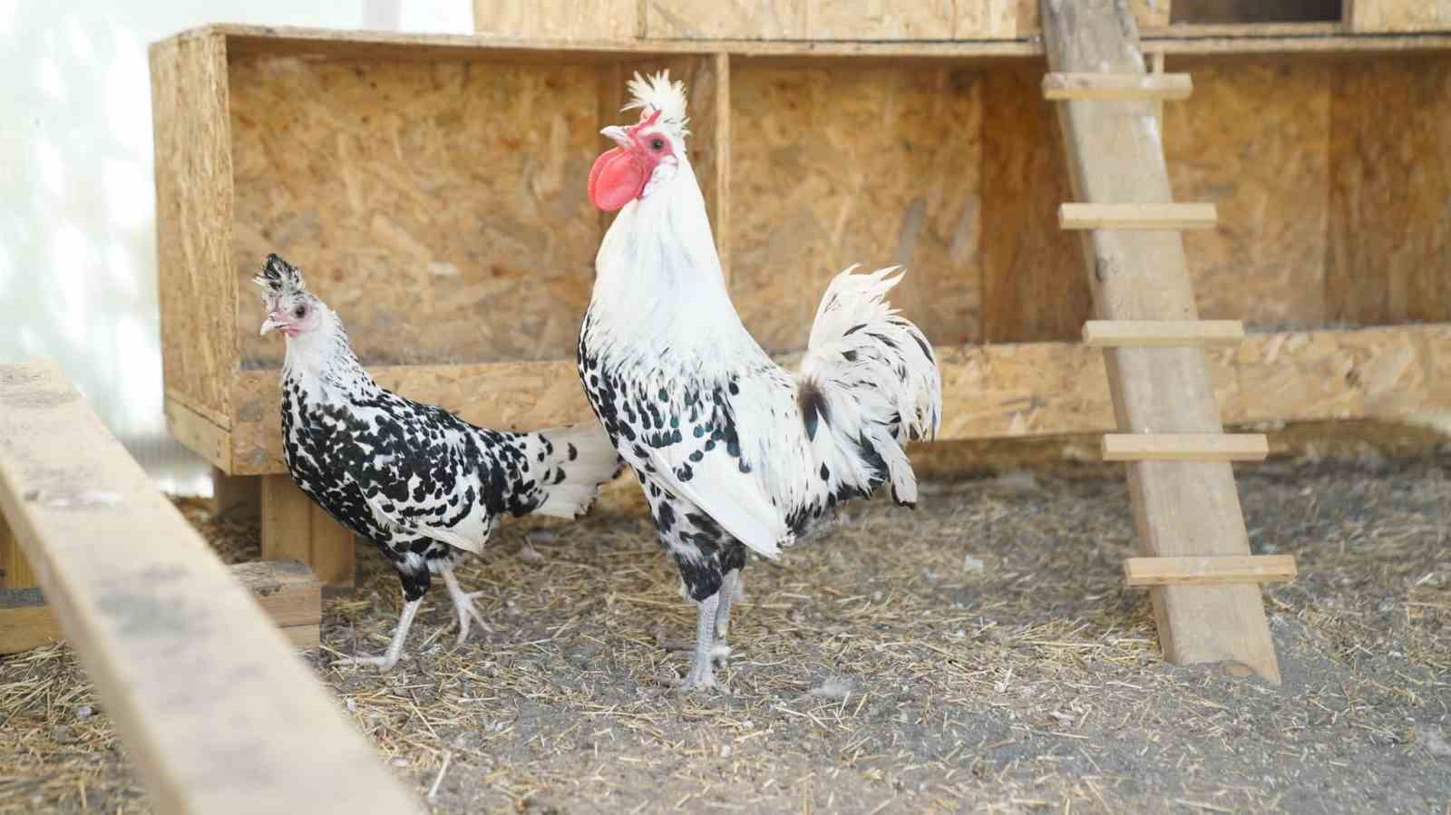 Terme’de ’doğa’ sevgisi