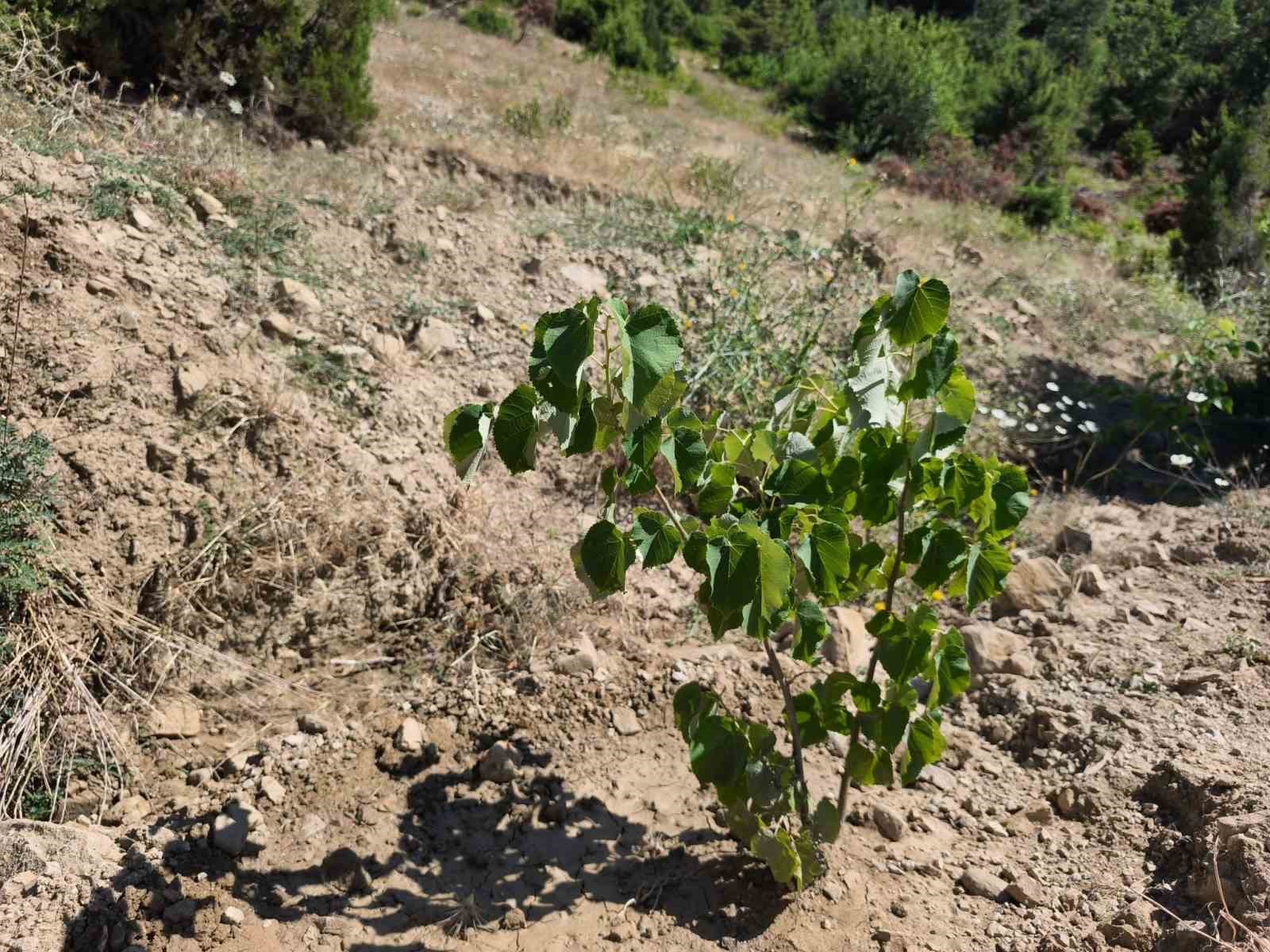 Andırın’da gelir getirici ağaçlandırma çalışmaları sürüyor