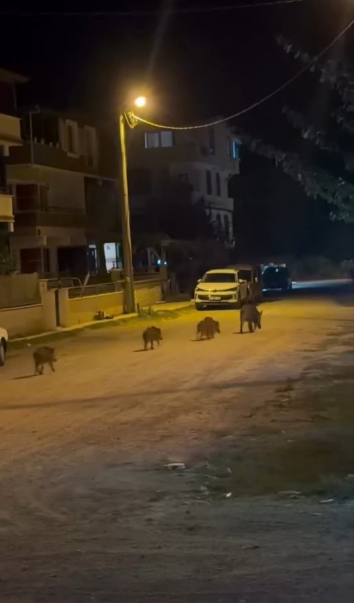 Karacabey’de yaban domuzları yerleşim alanına indi
