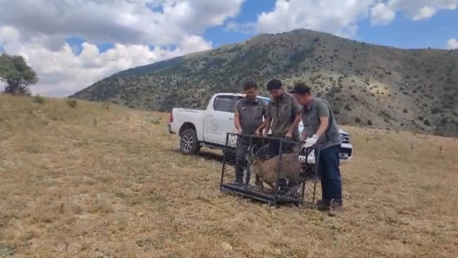 Bayburt’ta tedavisi tamamlanan yaban keçisi yeniden doğaya bırakıldı