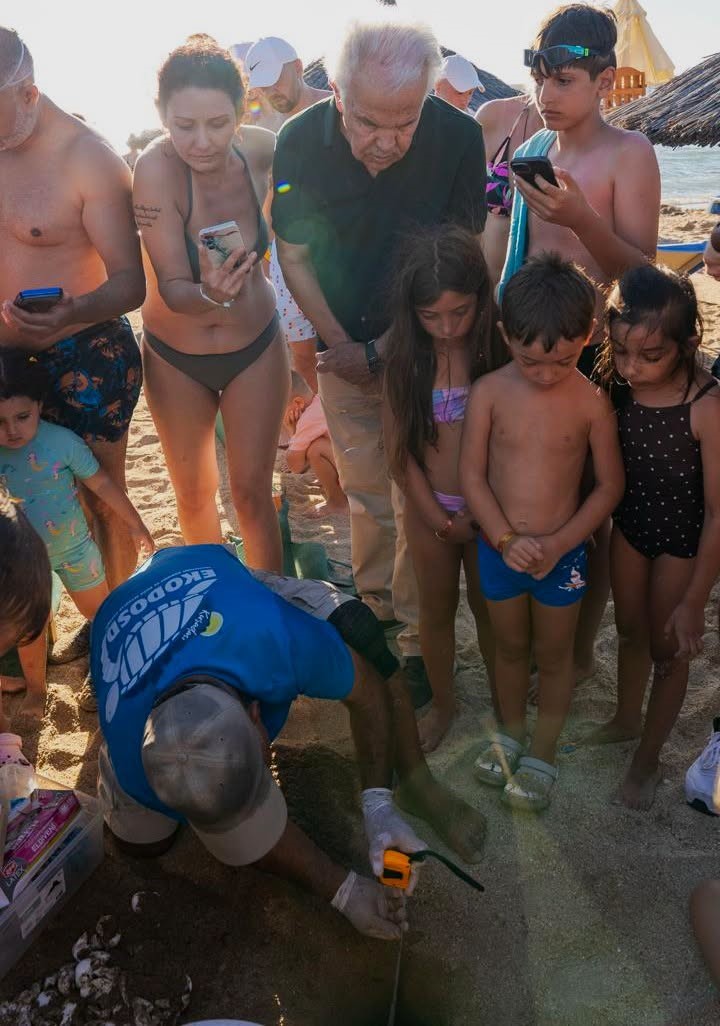 Didim&rsquo;de Caretta caretta yuvasından 82 yavru denize ulaştı