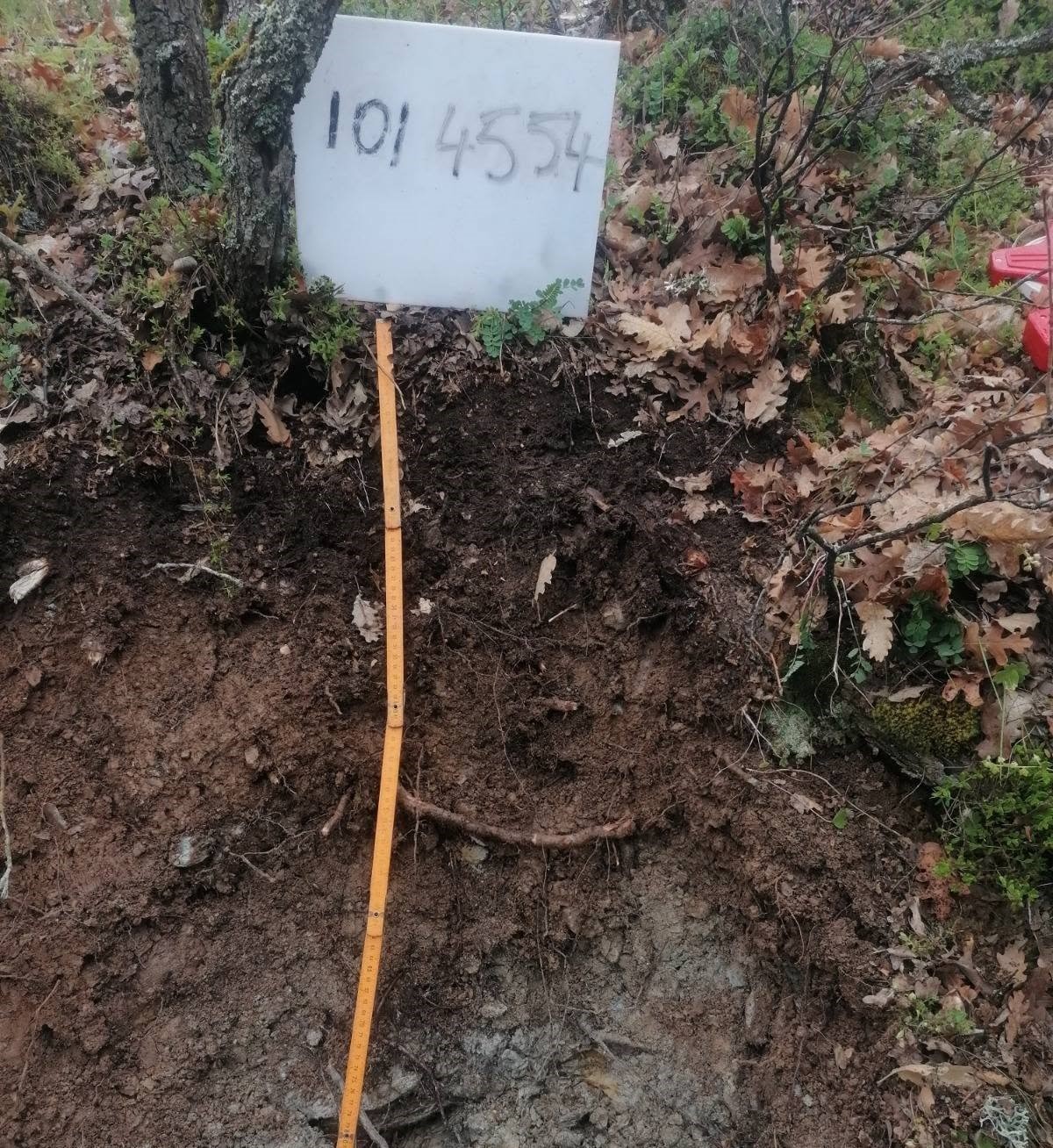 K&uuml;tahya&rsquo;da ulusal orman envanteri &ccedil;alışmaları tamamlandı