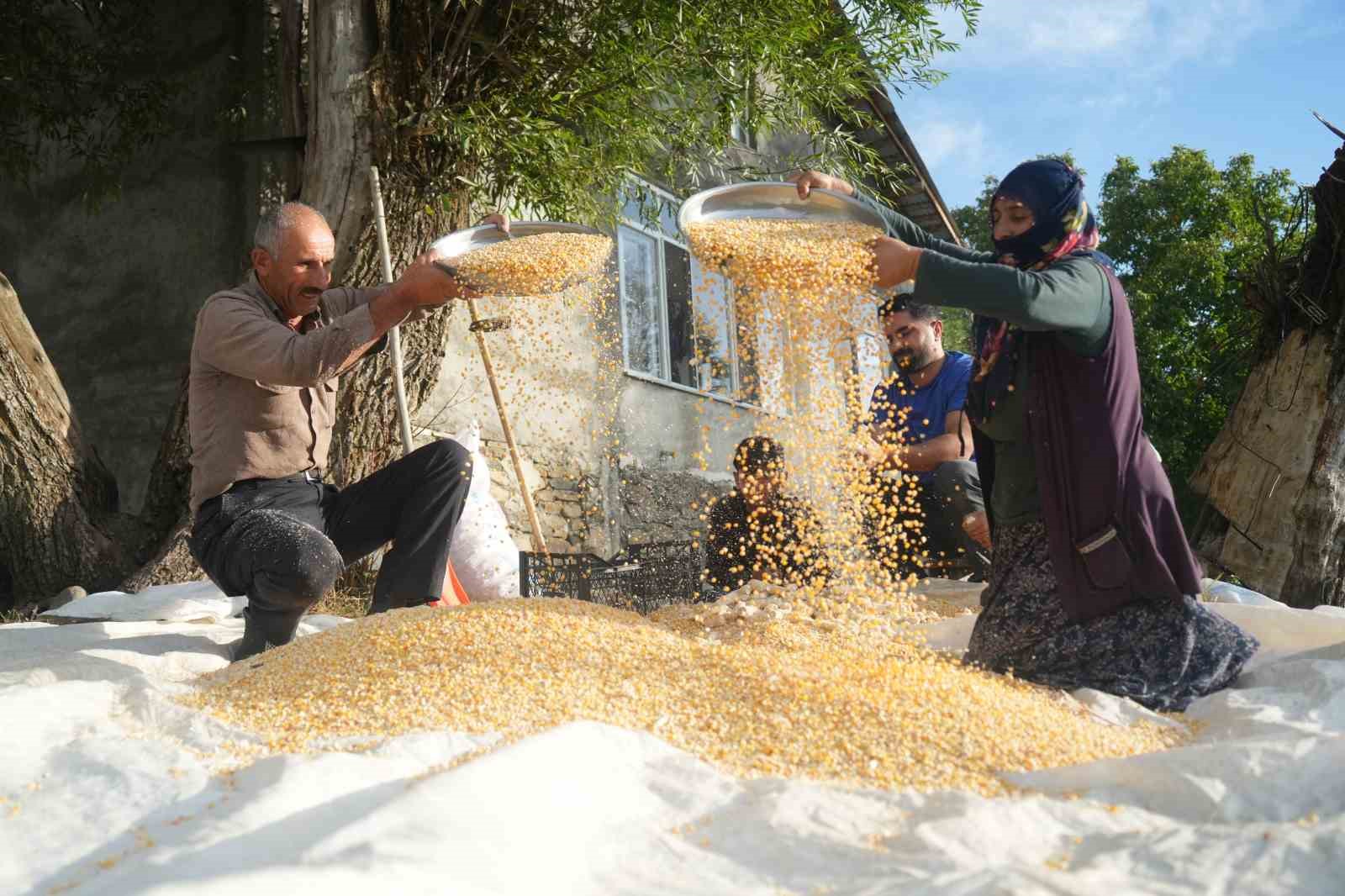 Muş’ta geleneksel yöntemle mısır hasadı