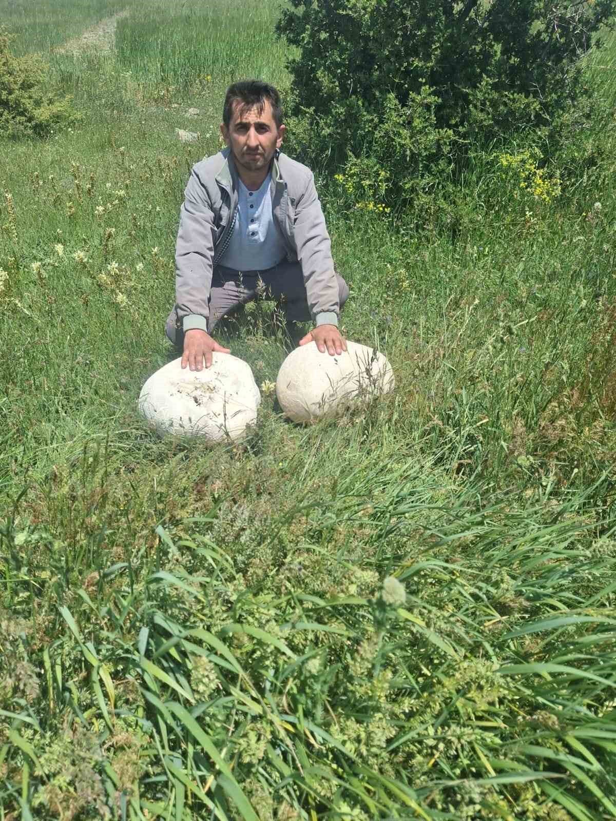 Doğada 20 kiloluk mantar buldu