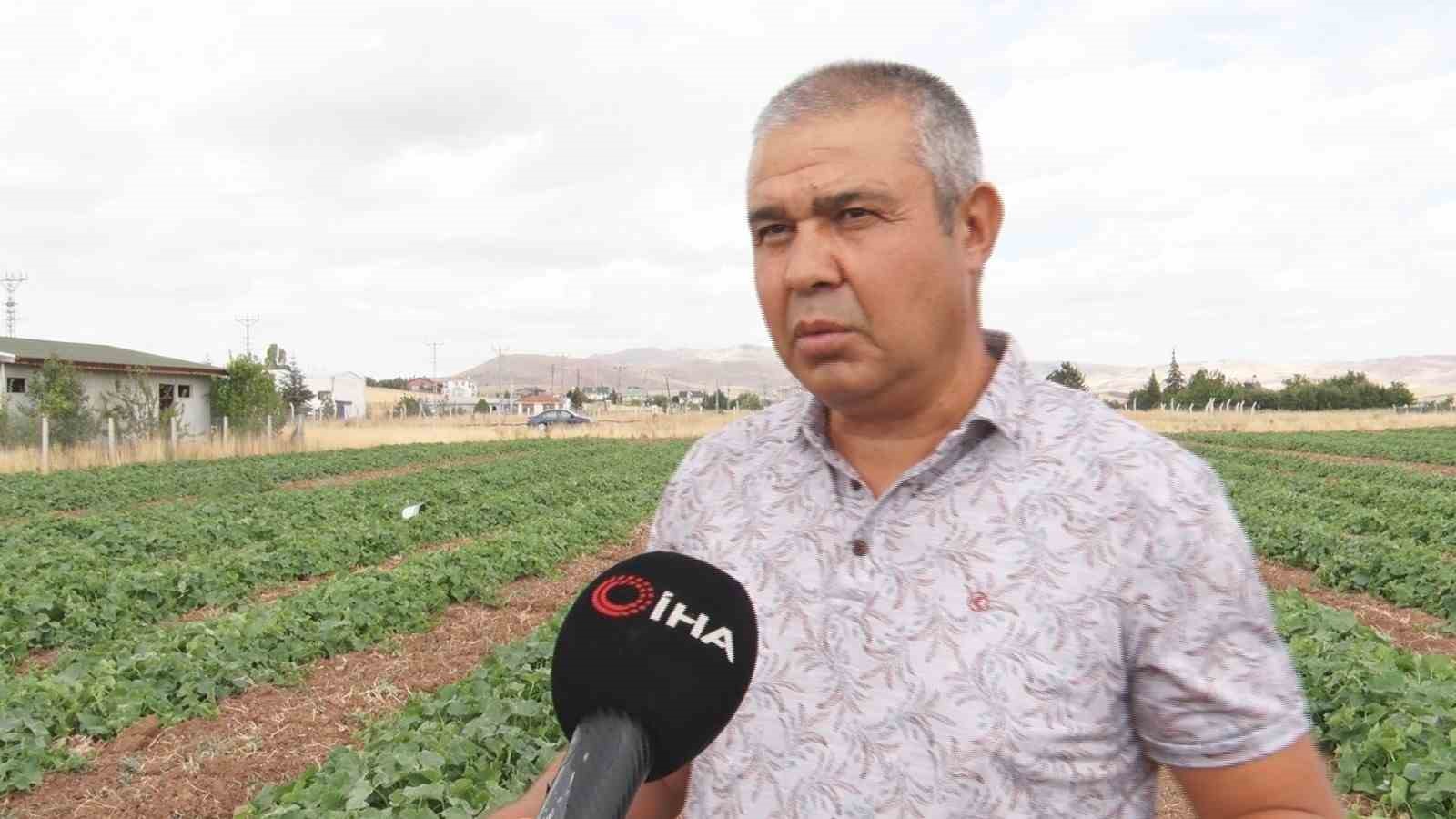 Sıcağa karşı hasat mücadelesi: Çubuk turşusunun hammaddesi tarladan çıkıyor