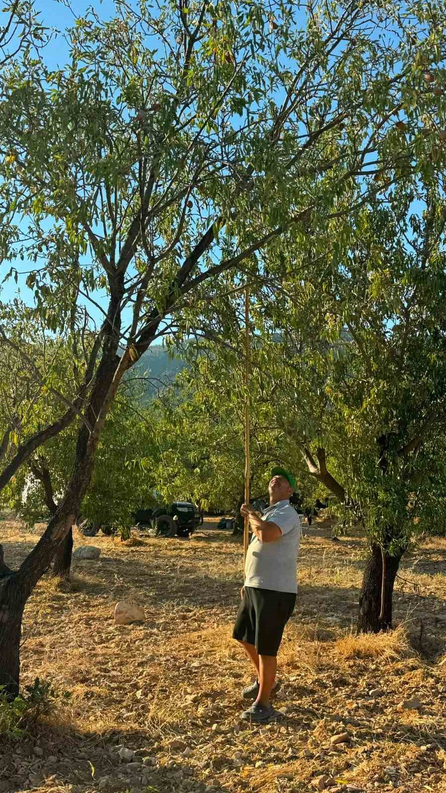 Dat&ccedil;a&rsquo;da badem hasadı başladı