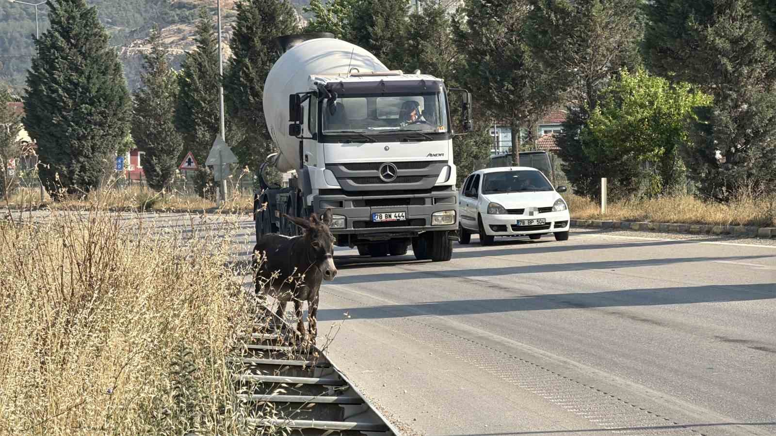Kara yoluna çıkan eşek trafiği tehlikeye düşürdü