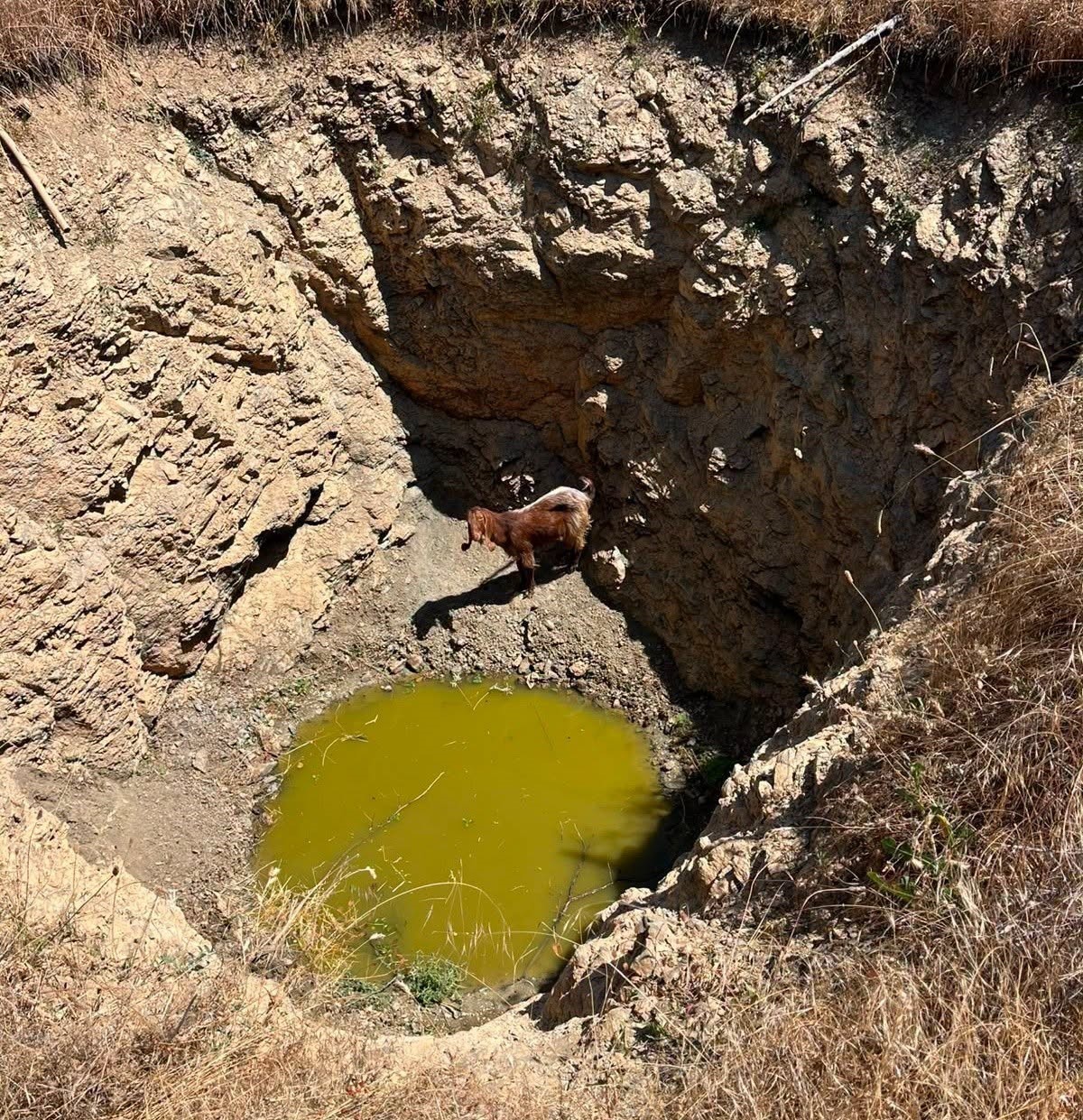 Çukura düşen küçükbaş hayvanı itfaiye kurtardı