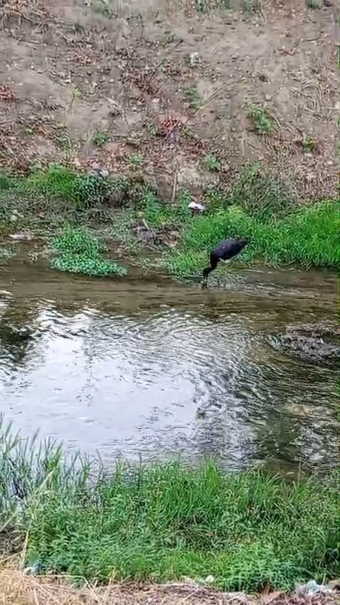 Nadir görülen kara leylek, beslenirken görüntülendi
