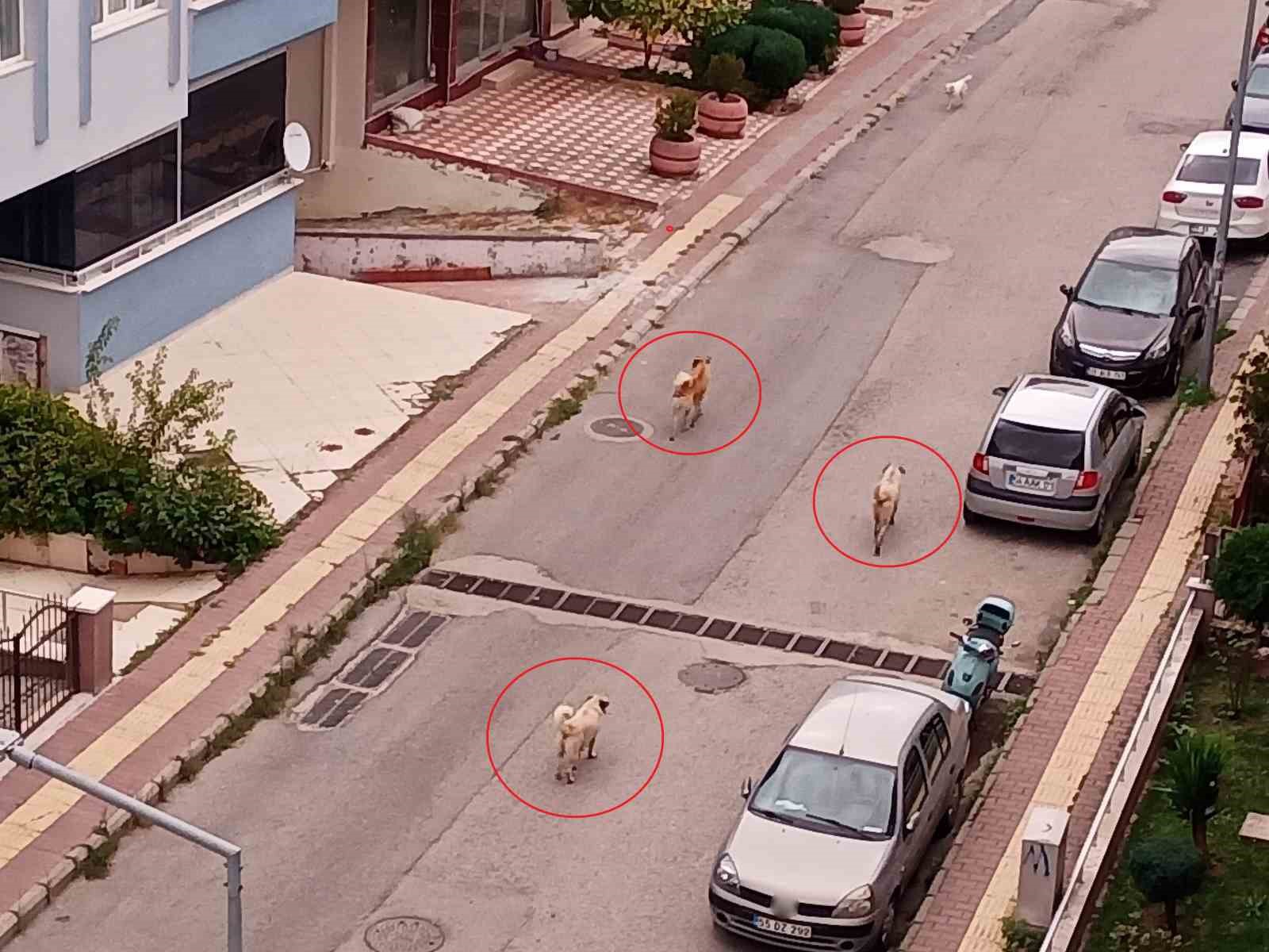 Atakum’da başıboş köpek tedirginliği