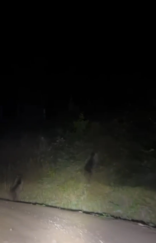 Yayla yolunda doğanın beklenmedik sürprizi