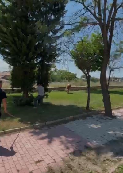 Elazığ’da sahibinden kaçan dana paniğe neden oldu
