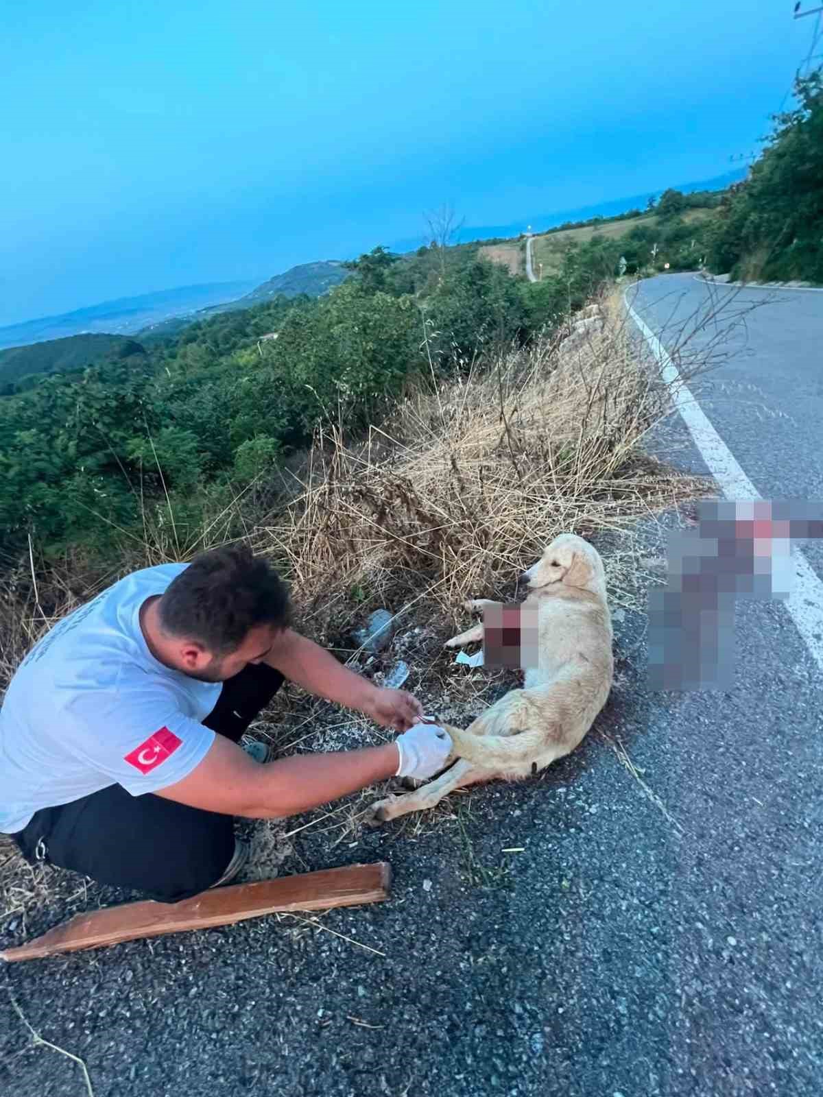 Yolda yaralı köpeğe ilk müdahaleyi sağlık ekipleri yaptı