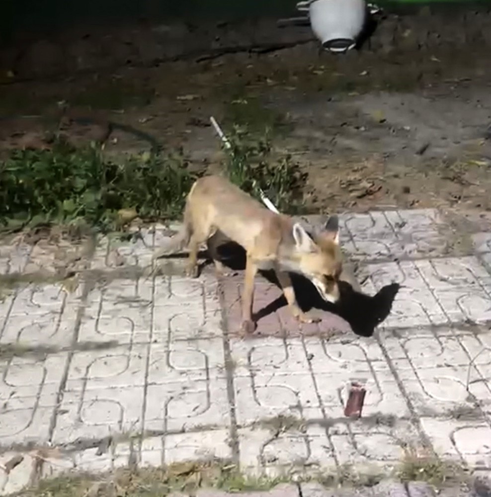 Bahçesine giren tilkiyi elleriyle besledi