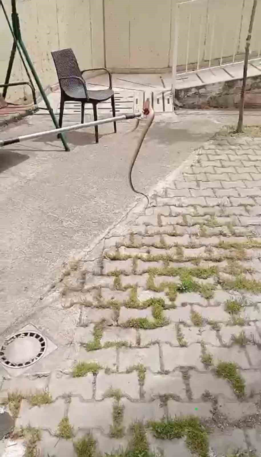 Yerleşim alanlarında görülen yılanlar itfaiyeyi harekete geçirdi