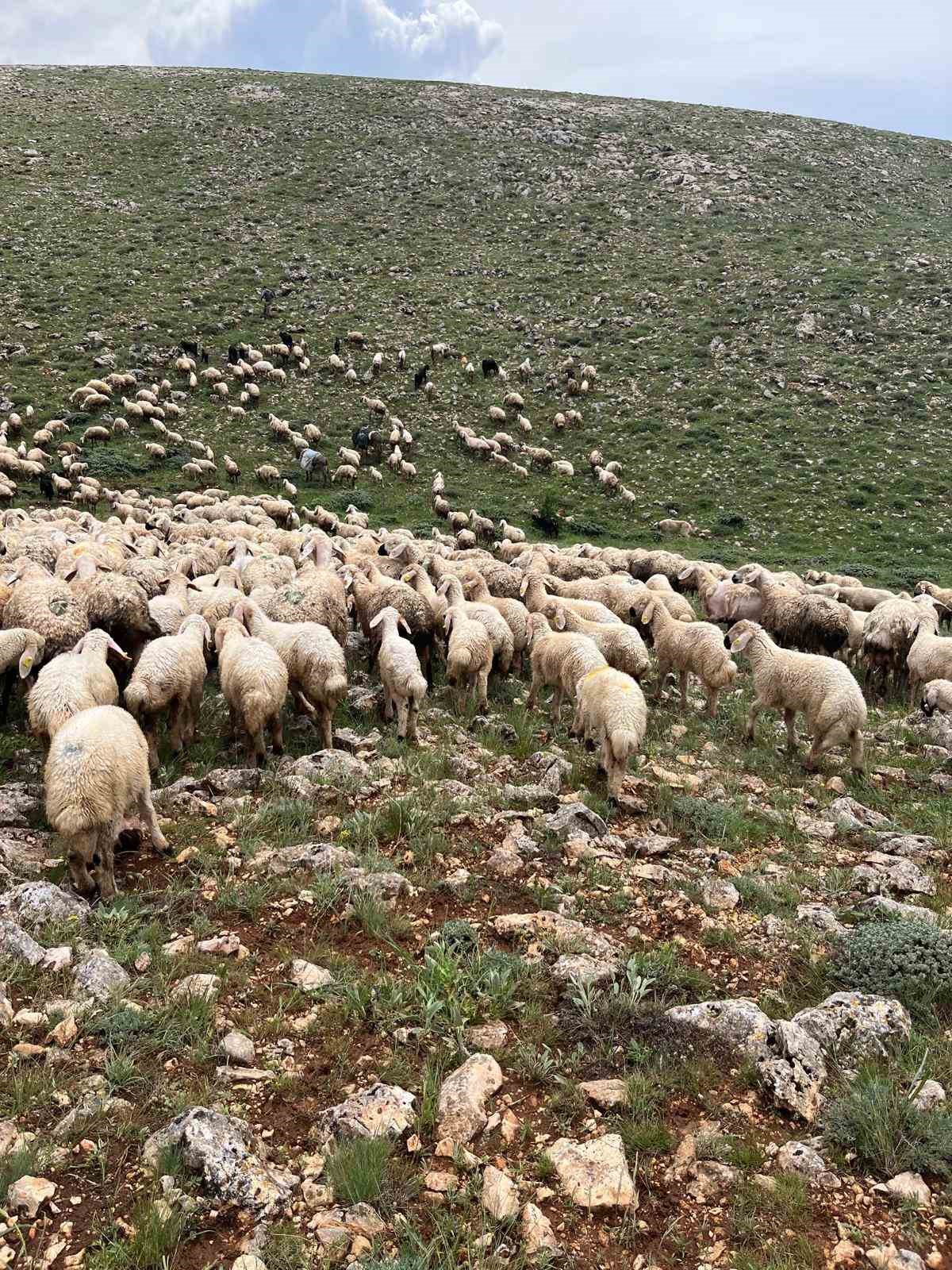 Sivas’ta koyun sürüsünün üzerine yıldırım düştü, 5 koyun telef oldu