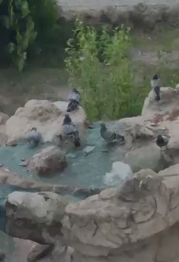 Elazığ’da kavurucu sıcaktan bunalan güvercinler suyla serinledi