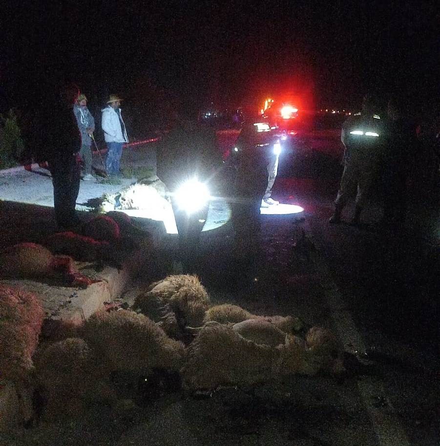 Van’da otomobil koyun sürüsüne çarptı: 17 koyun telef oldu