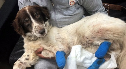 Bacakları kesilen Sızı köpek yaşama tutundu